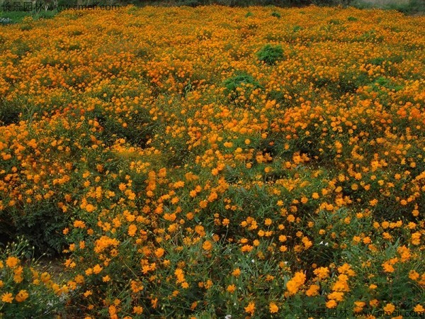 硫華菊種子發芽出苗圖片