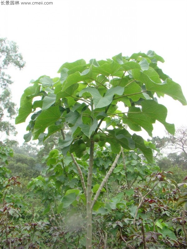 麻瘋樹種子發芽出苗圖片