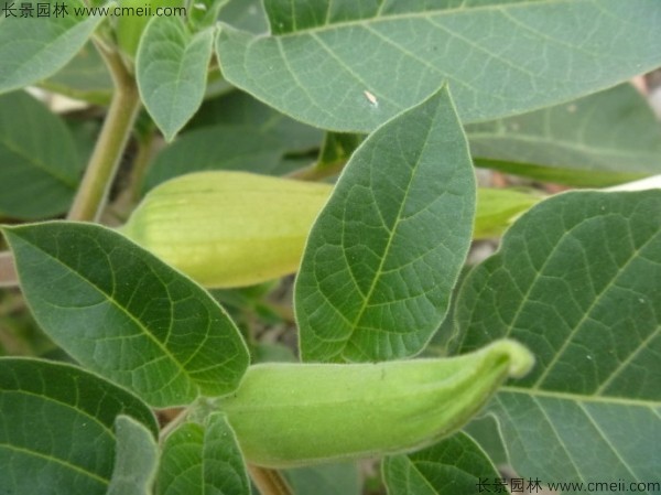 曼陀羅種子發芽出苗開花圖片