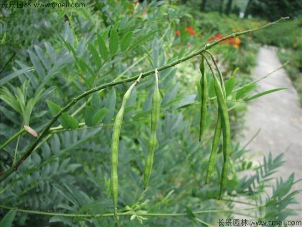 苦參種子發芽出苗圖片