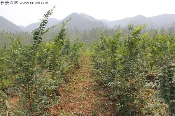 沙樸種子發芽出苗圖片