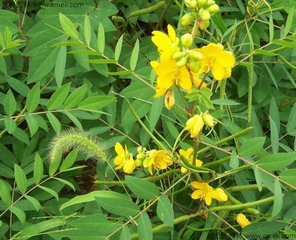 蛇滅門種子開花發芽出苗圖片