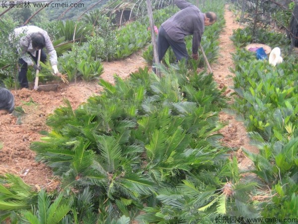 鐵樹種子發芽出苗圖片