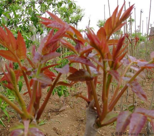 香椿種子發芽出苗圖片