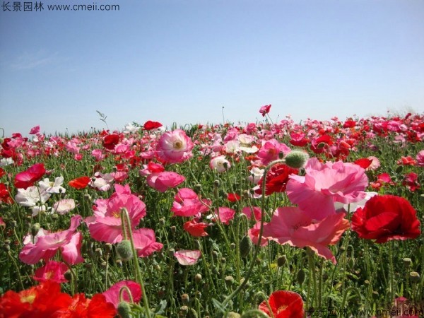 虞美人開(kāi)花圖片花海