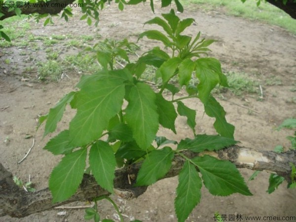 接骨木種子發芽出苗圖片