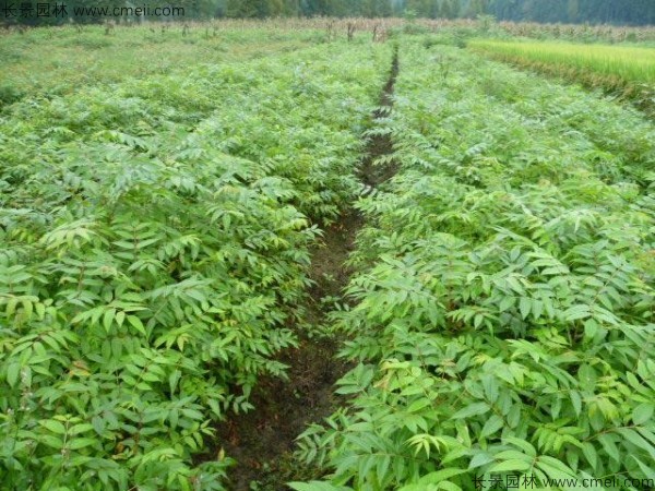 黃山欒樹種子發芽出苗圖片