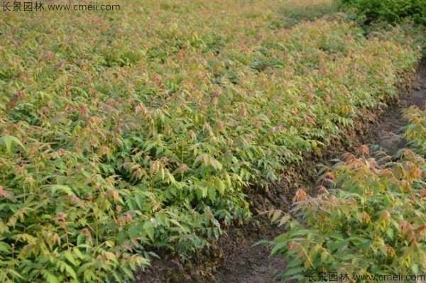 黃山欒樹種子發芽出苗圖片