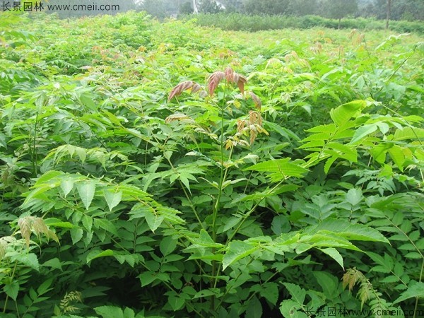 黃山欒樹種子發芽出苗圖片