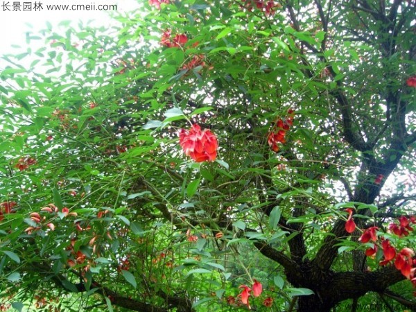 雞冠刺桐種子發(fā)芽出苗開(kāi)花圖片