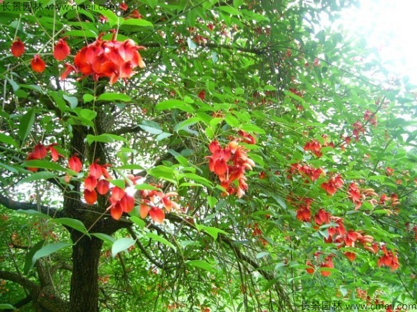 雞冠刺桐種子發(fā)芽出苗開(kāi)花圖片