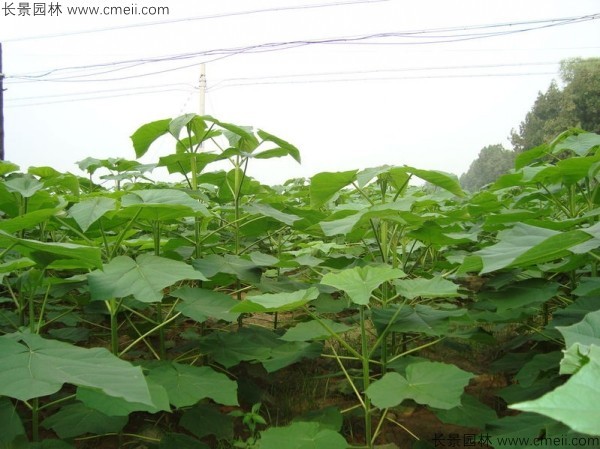 泡桐種子發芽出苗圖片