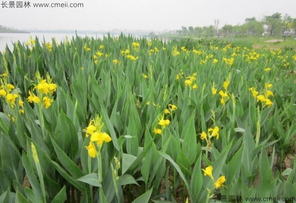 美人蕉種子發(fā)芽出苗開(kāi)花圖片