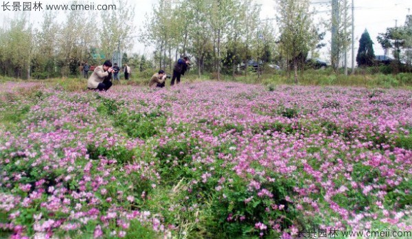 紫云英種子發(fā)芽出苗開花圖片