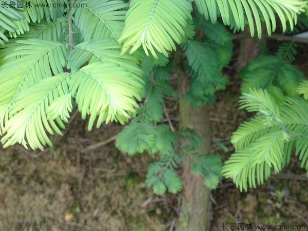 水杉種子發芽出苗圖片