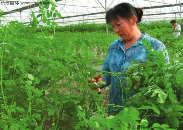 印度辣木種子發芽出苗圖片