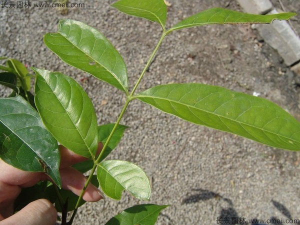 桃花心木種子發芽出苗圖片