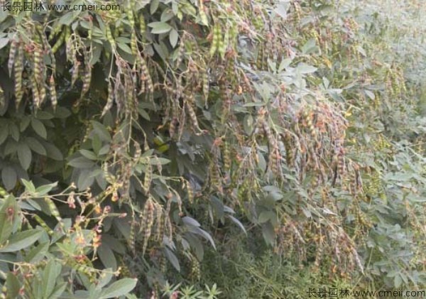 木豆種子發芽出苗開花圖片