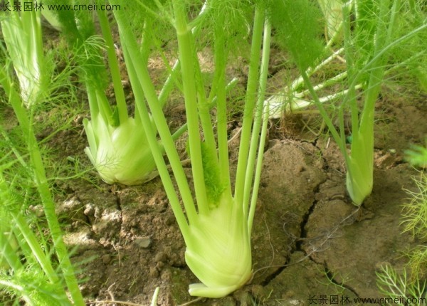 茴香種子發芽出苗圖片