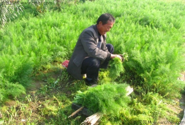 茴香種子發芽出苗圖片