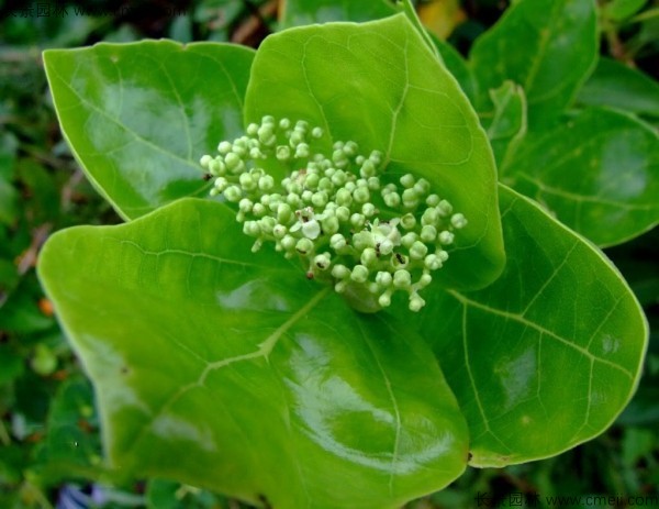 黃荊種子發芽出苗圖片