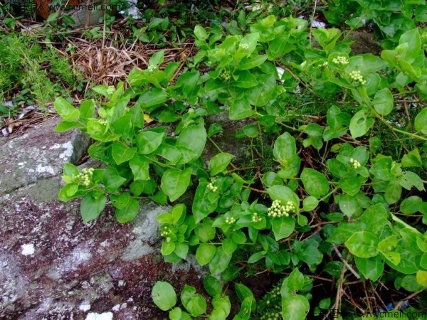 黃荊種子發芽出苗圖片