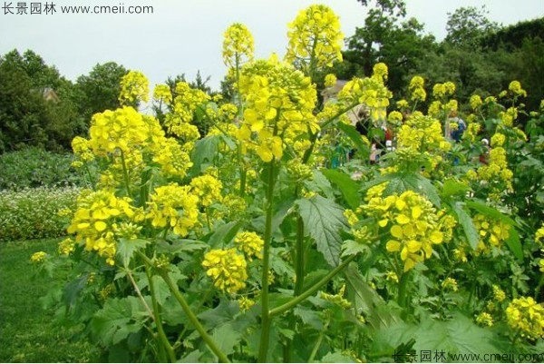 白芥子種子發芽出苗開花圖片