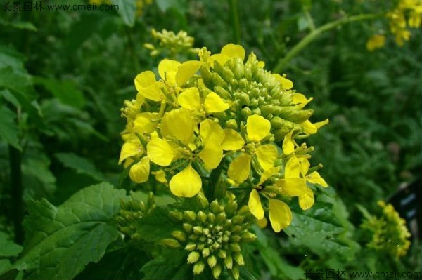 白芥子種子發芽出苗開花圖片