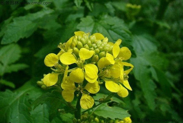 白芥子種子發芽出苗開花圖片