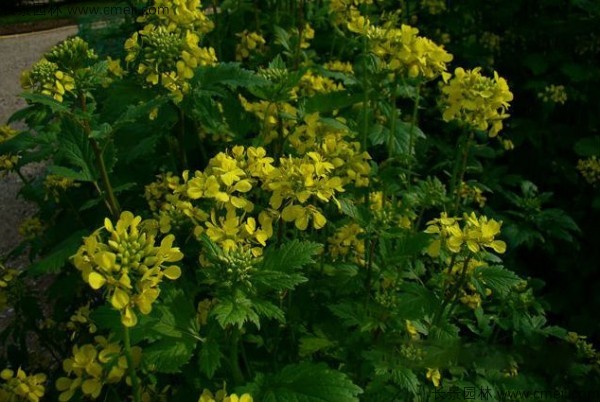 白芥子種子發芽出苗開花圖片