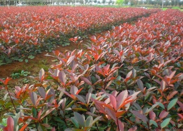 紅葉石楠種子發芽出苗圖片