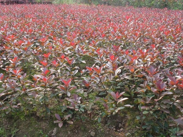 紅葉石楠種子發芽出苗圖片