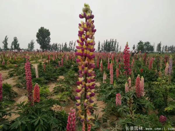 魯冰花種子發芽出苗開花圖片