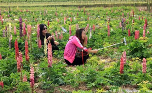 魯冰花種子發芽出苗開花圖片