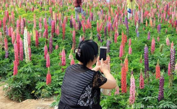 魯冰花種子發芽出苗開花圖片