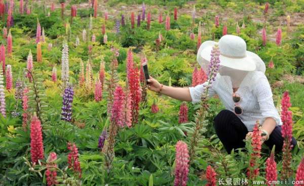 魯冰花種子發芽出苗開花圖片