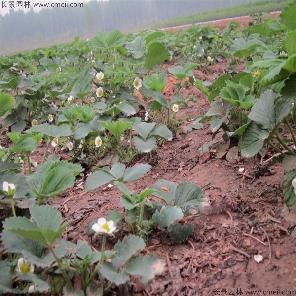 草莓種子發芽出苗圖片