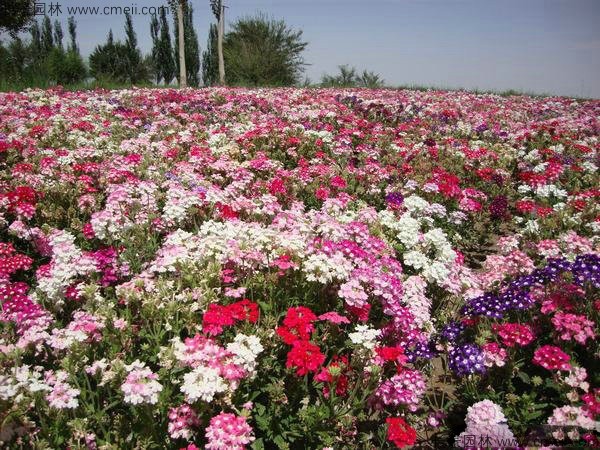 康乃馨種子發(fā)芽出苗開(kāi)花圖片