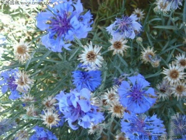 矢車菊種子發(fā)芽出苗開花圖片