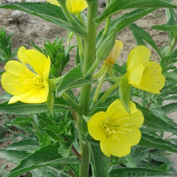 美麗月見草種子發芽出苗開花圖片