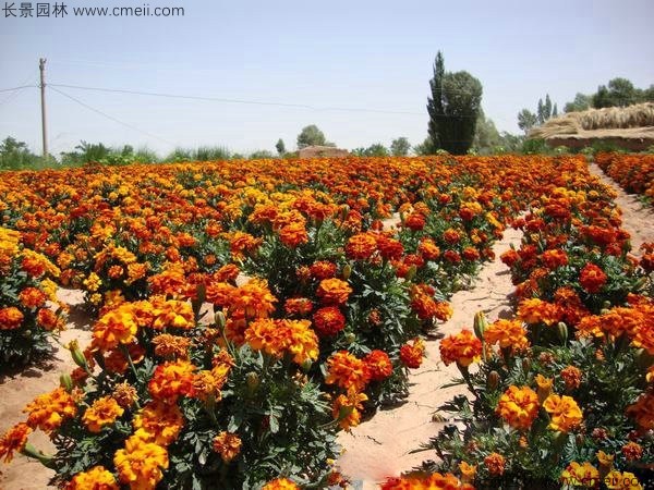 孔雀草種子發(fā)芽出苗開花圖片