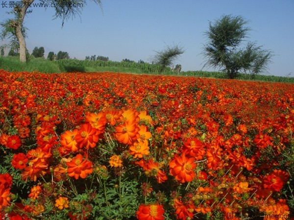 硫化菊種子發芽出苗開花圖片