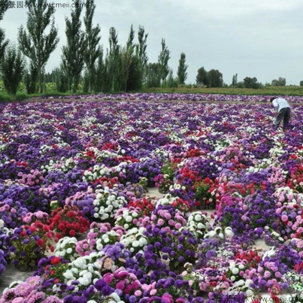 翠菊種子發芽出苗開花圖片