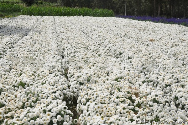 翠菊種子發芽出苗開花圖片