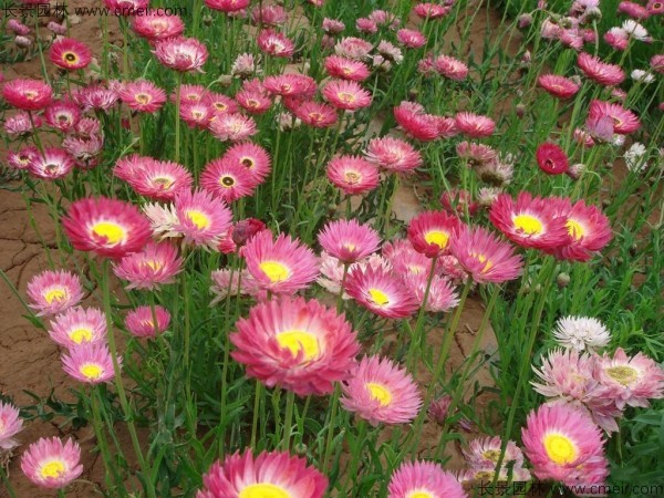 永生菊種子發芽出苗開花圖片