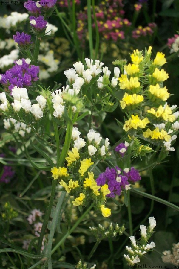 勿忘我種子發芽出苗開花圖片