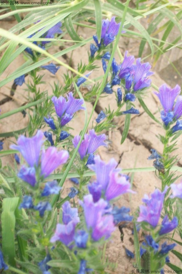 藍薊種子發芽出苗開花圖片