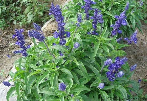 藍花鼠尾草種子發芽出苗開花圖片