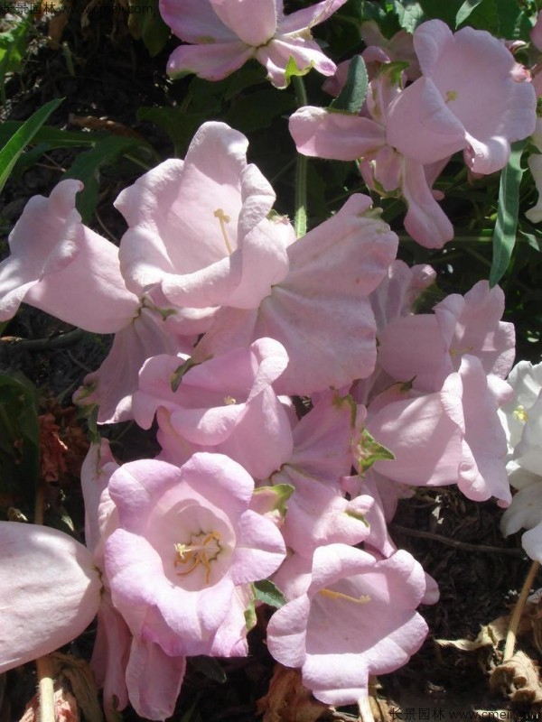 風鈴花種子發(fā)芽出苗開花圖片