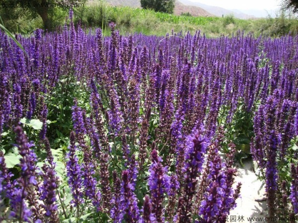 芳香鼠尾草種子發芽出苗開花圖片